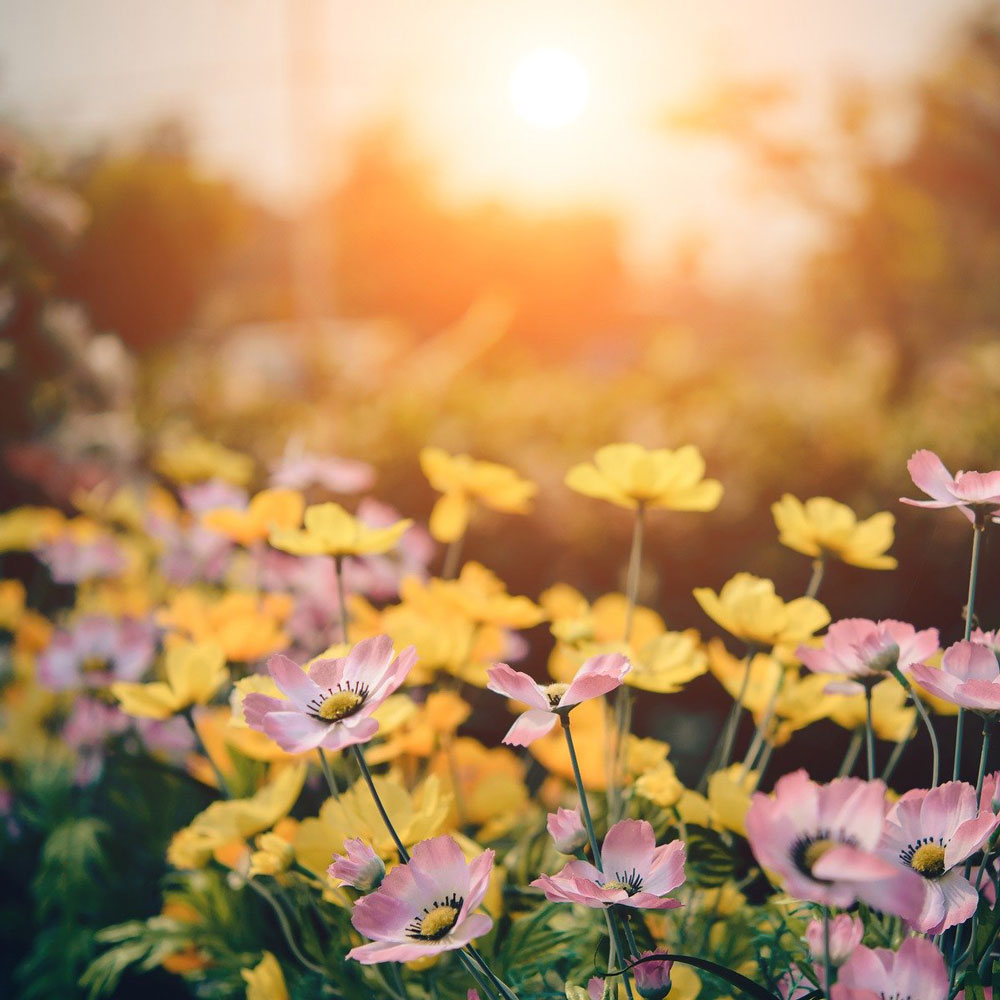 Blumenkästen