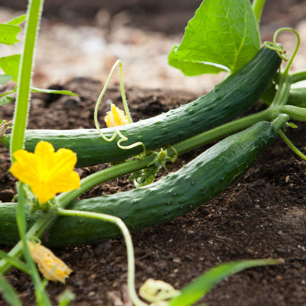 GartenAusstattung4 Gartenausstattung
