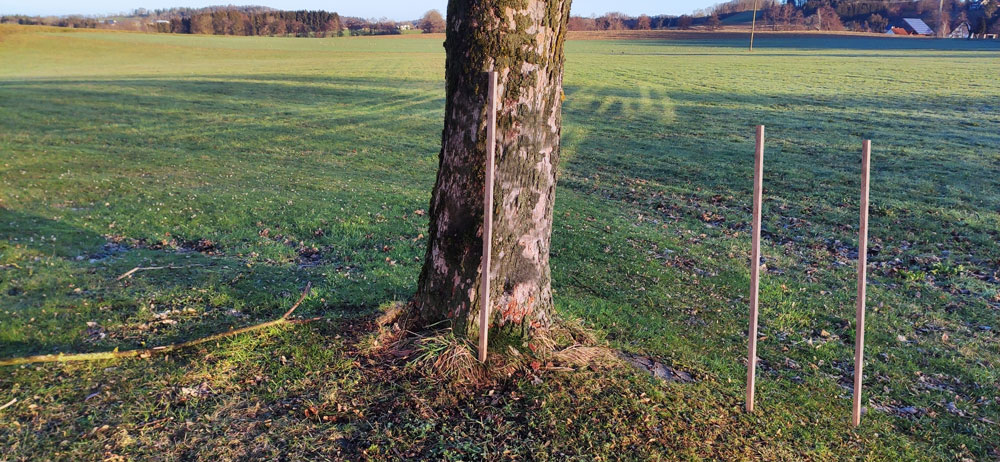 Pflanzstäbe-Diego Pflanzstäbe-Diego